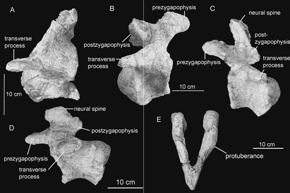 File:Aeolosaurus.jpg