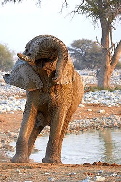 African bush elephant (loxodonta africana) bull doing his trunk acrobatics after mud bath in Okaukuejo waterhole in Etosha National Park Namibia
