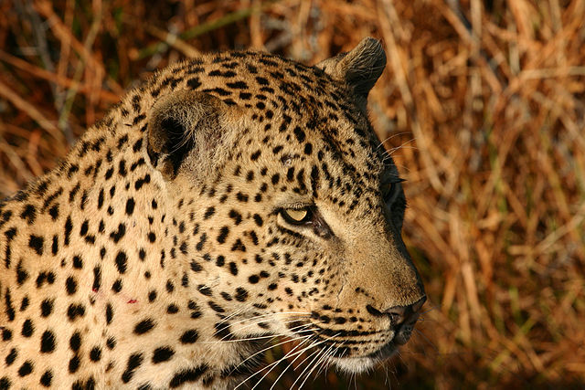 File:African_Leopard_Chitwa_South_Africa_Luca_Galuzzi_2004.JPG