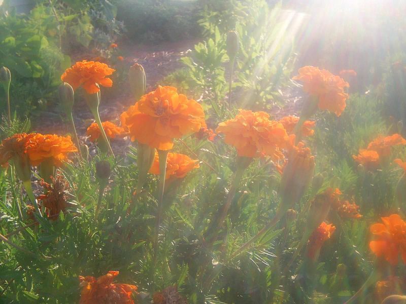 File:African marigold tagetes erecta.jpg