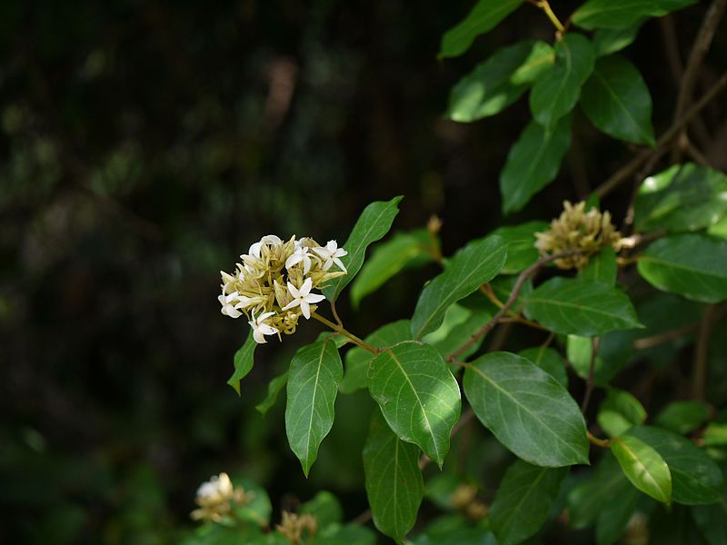 File:Aganosma cymosa (Roxb.) G.Don (8890931853).jpg