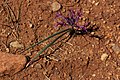 Allium falcifolium