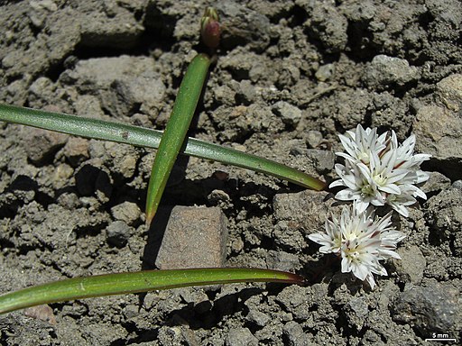 Allium tribracteatum - Flickr - pellaea