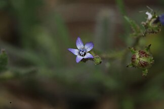 Allophyllum gilioides