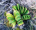 Aloe haemanthifolia of Western Cape dağ zirveleri Güney Afrika 3.JPG