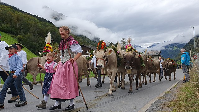 Farmer families, dressed in traditional clothing, guiding cattle down from the Swiss Alps.