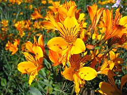 Kultainkalilja (Alstroemeria aurea)