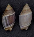 Mais duas conchas, expostas no Museu de História Natural de Leiden, de Amalda australis (G.B. Sowerby I, 1830),[2] coletadas na Nova Zelândia.