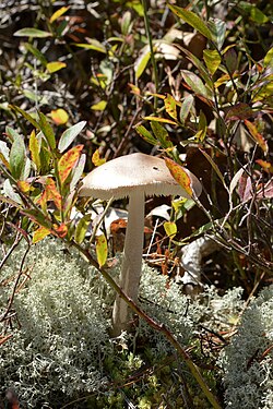 Gilled Mushroom (Agaricales)