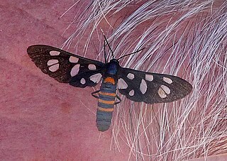 <i>Amata mogadorensis</i> species of insect