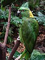 Amazona auropalliata Amazona de nuca amarilla