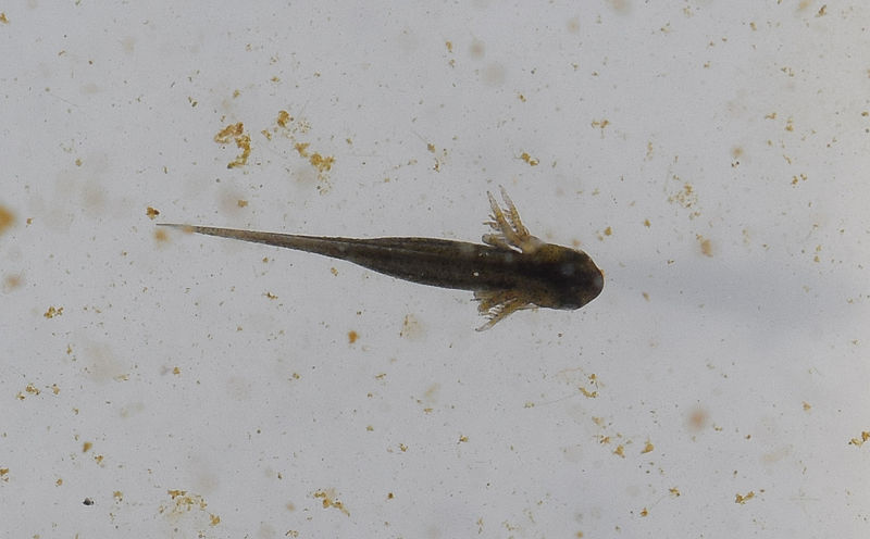 File:Ambystoma maculatum larva.JPG