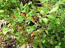 Amelanchier humilis unreife Früchte und Laub.jpg