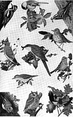 Thumbnail for File:Americana 1920 Birds - familiar American birds.jpg