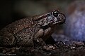 Kimberley toad