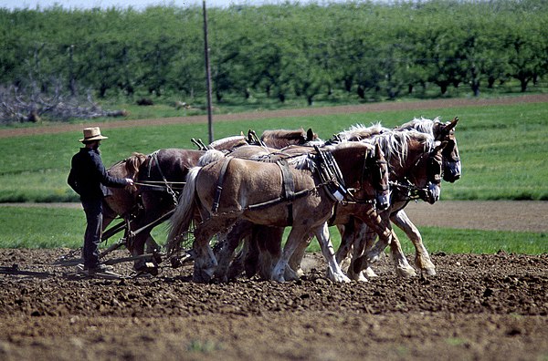 Amish farmers use only horse power to cultivate their land