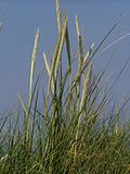 Vorschaubild für Gewöhnlicher Strandhafer