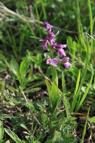 File:Anacamptis morio in natural monument Svaté Pole in spring 2012 (1).JPG