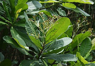 <i>Anacardium excelsum</i> Species of tree