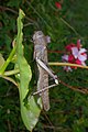 Tree locust (Anacridium melanorhodon ssp. arabafrum)