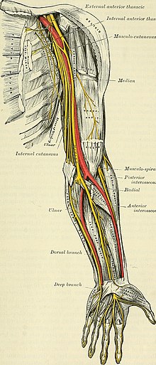 Dissection of the Arm and Forearm