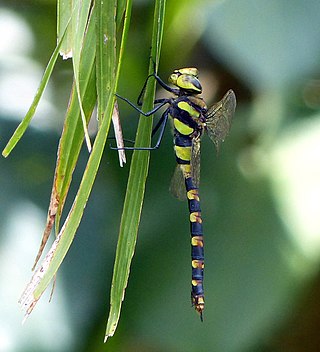 <i>Anax immaculifrons</i> Species of dragonfly