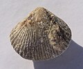 Miniatuur voor Bestand:Ancistrorhyncha costata pedunculate.jpg