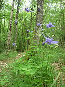 En forêt.