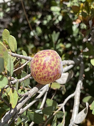 <i>Trichoteras vacciniifoliae</i> North American gall-forming wasp