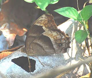 <i>Taygetis thamyra</i> Species of butterfly