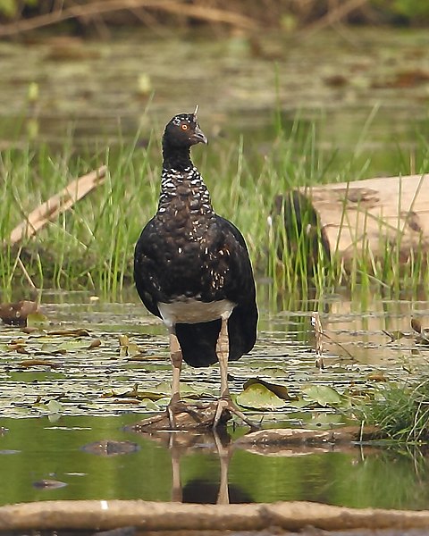 File:Anhima cornuta - Horned screamer.jpg