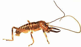 <span class="mw-page-title-main">Northland tusked wētā</span> Species of orthopteran insect