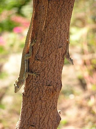 <i>Anolis gingivinus</i> Species of reptile