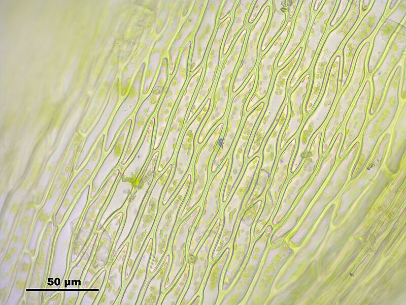 File:Anomobryum julaceum (b, 132000-465802) 8891.JPG