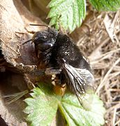 Anthophora plumipies. female - Flickr - gailhampshire.jpg