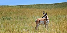 Pronghorn, a common species in western South Dakota. Antilocapra.jpg