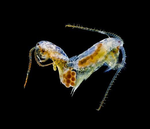 Copepods of the genus Limnocalanus mating. Dark field microscopy. Image taken during COVID19 pandemia. Photo by Antonio Segura