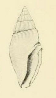 <i>Apaturris expeditionis</i> Species of gastropod