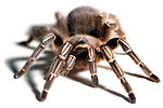 Thumbnail for Aphonopelma seemanni