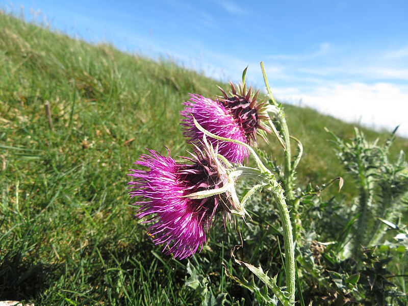 File:Ar gopa Bryn Alyn - close to Bryn Alyn summit, 26.jpg