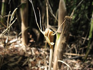 Arachnitis uniflora en la Región del Maule, Chile