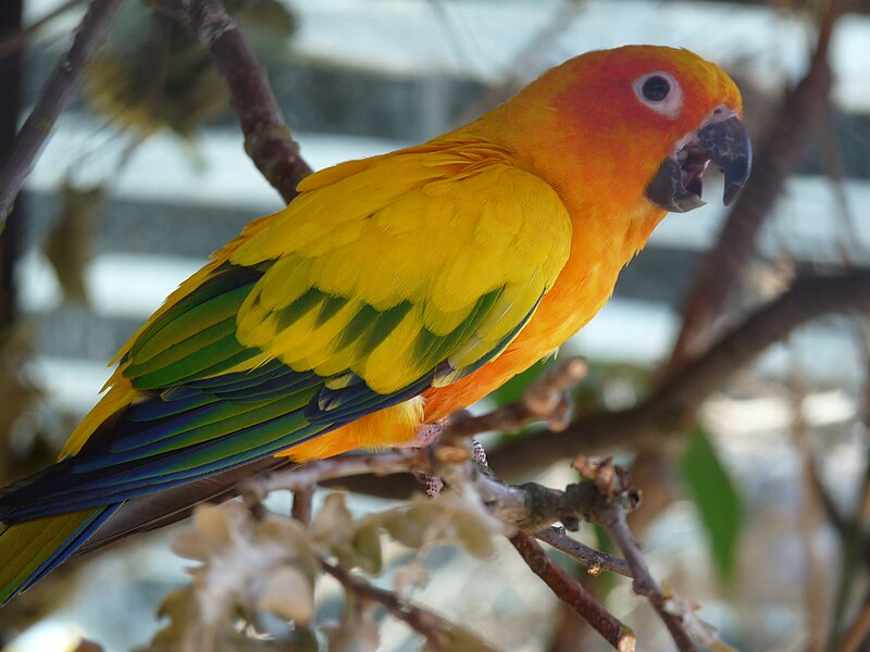 File:Aratinga solstitialis -Hagenbeck Zoo-6a.jpg