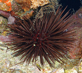 <i>Arbacia punctulata</i> species of echinoderm