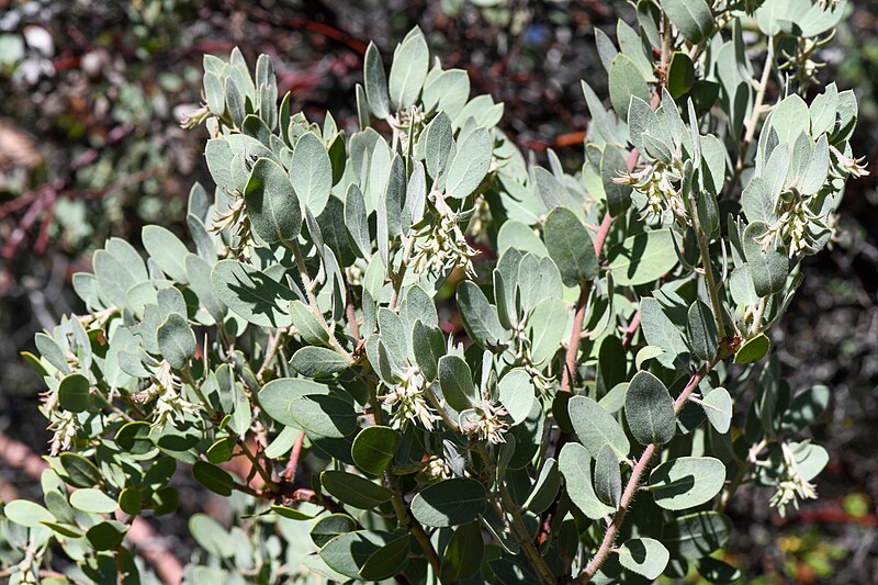 File:Arctostaphylos hooveri.jpg