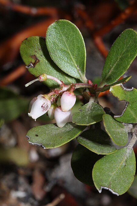 Tập_tin:Arctostaphylos_nevadensis_7747.JPG