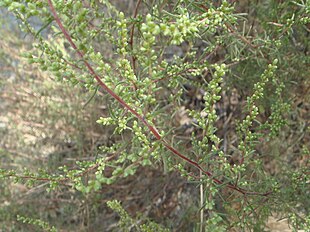 Markbynke (Artemisia campestris) Foto: Xemenendura