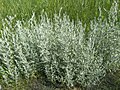 Artemisia glauca