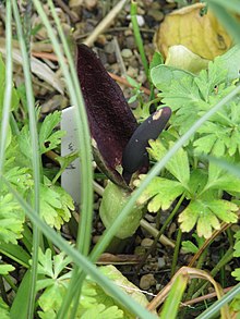 Arum elongatum.jpg