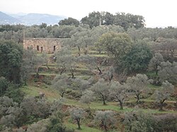 Asnouns Olivenbäume.
