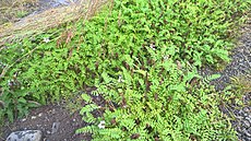 Astragalus norvegicus.jpg